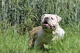 BULLDOG ANGLAIS 038